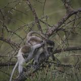IMG_8442.jpg