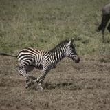 IMG_8694.jpg