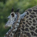 IMG_1241.JPG